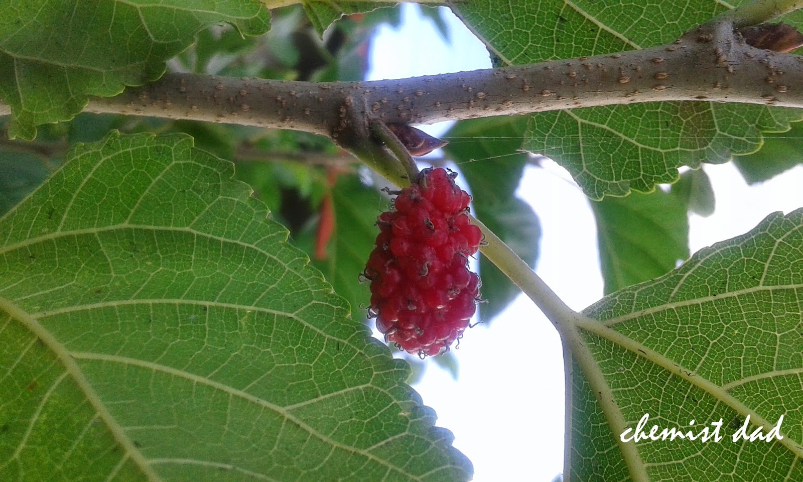 health benefits of mulberry, herbal plant, mulberry, naturopathic remedies, 