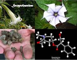 Scopolamine dan Bahayanya