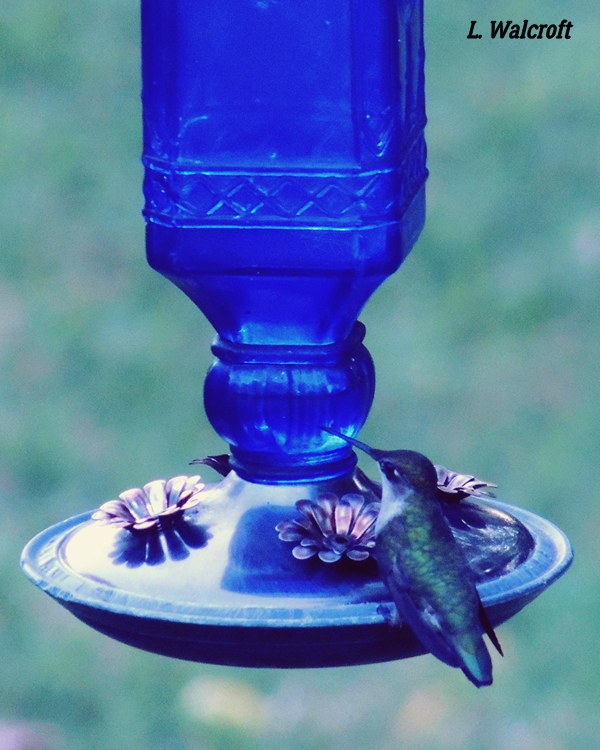 The View from Squirrel Ridge Hummingbird at the Blue Feeder