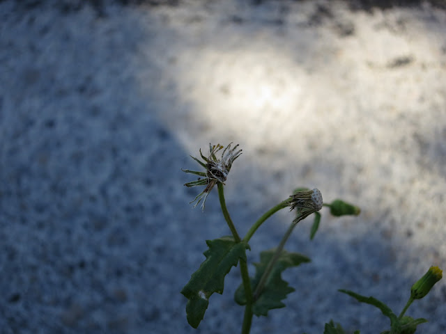 Close up of Groundsel after it has dropped its seeds