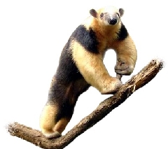 Tamanduá-Mirim (Tamandua tetradactyla) Tamanduá-Mirim (Tamandua tetradactyla)
