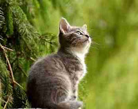 Tips Untuk Memegang Dan Menggendong Seekor Kucing Tips Untuk Memegang Dan Menggendong Seekor Kucing