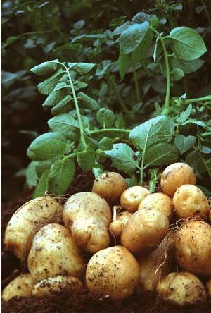 patatas.jpg