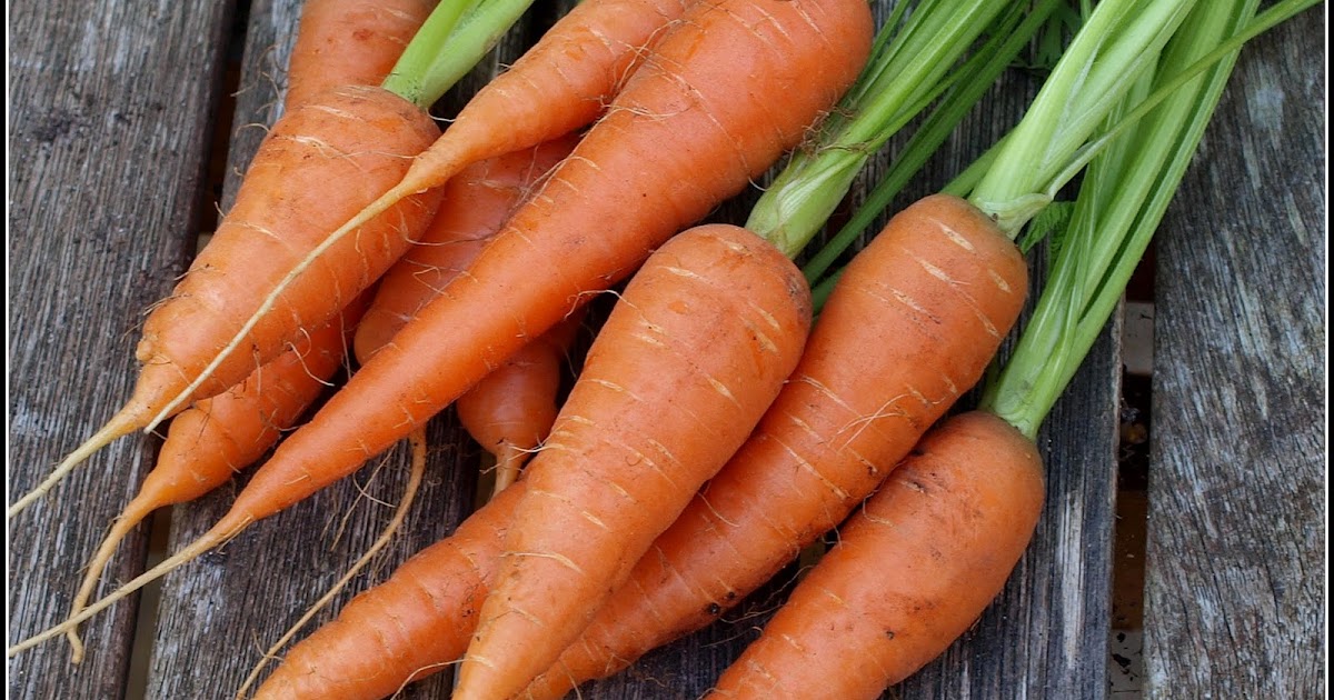Mark's Veg Plot Sowing Carrots