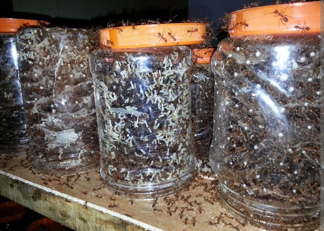 Prospek Cerah Bisnis Budidaya Kroto Inilah Perhitungan Modal Dan