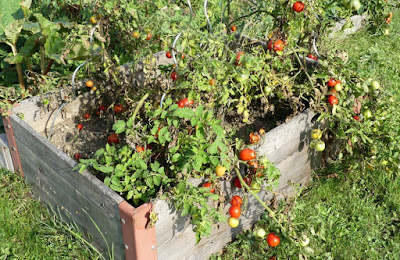 Hochbeet mit Tomaten