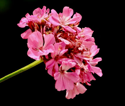 Geranium flowers
