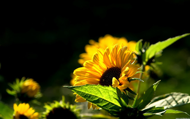 Flores Amarillas - Yellow Flowers