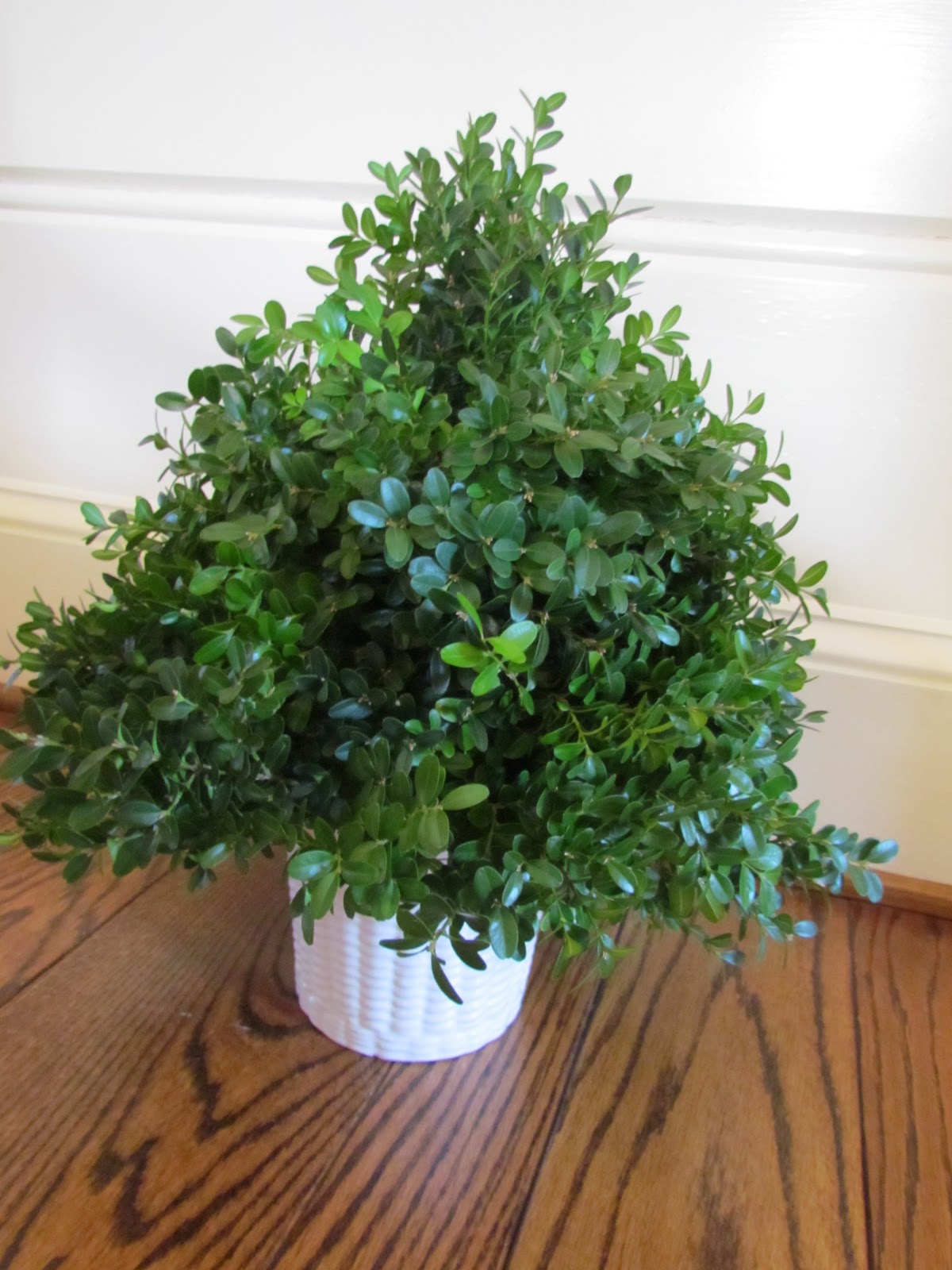 boxwood christmas craft