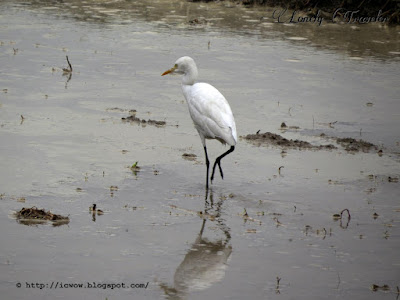 Bubulcus ibis