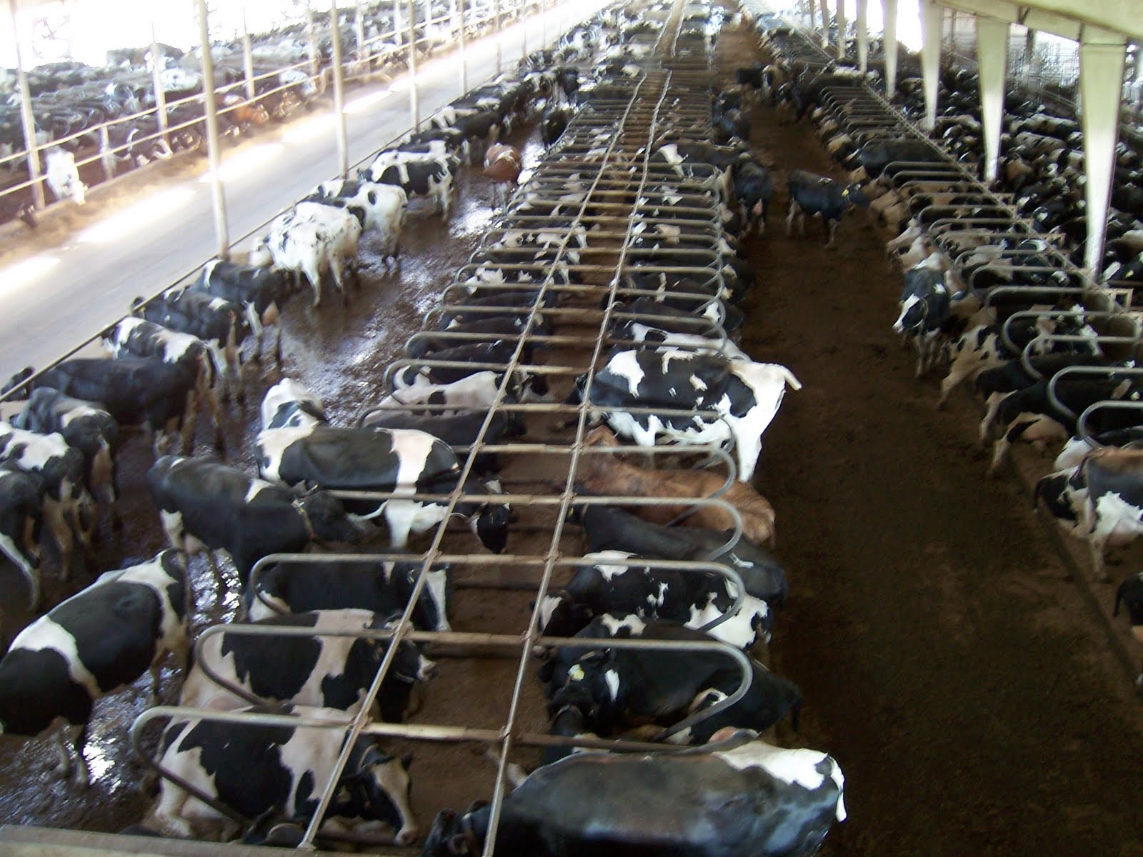 kelarious Life on an ExtraLarge Dairy Farm