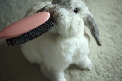 Brushing a Holland Lop Rabbit