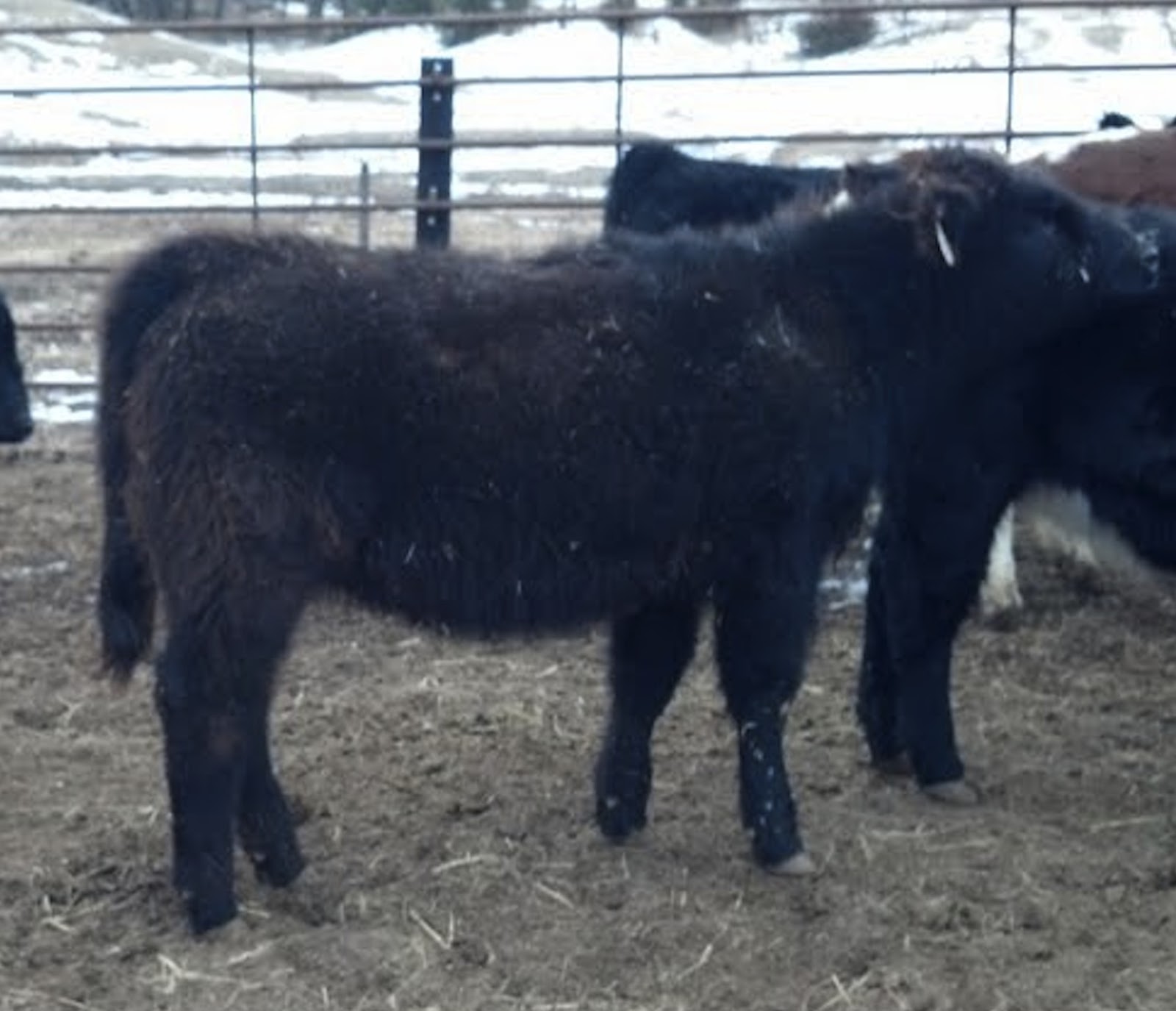 Muddy Creek Show Cattle Females For Sale