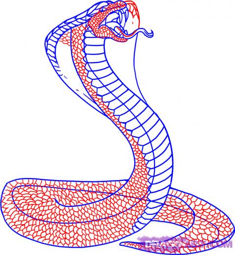 Snakes: King Cobra Snake