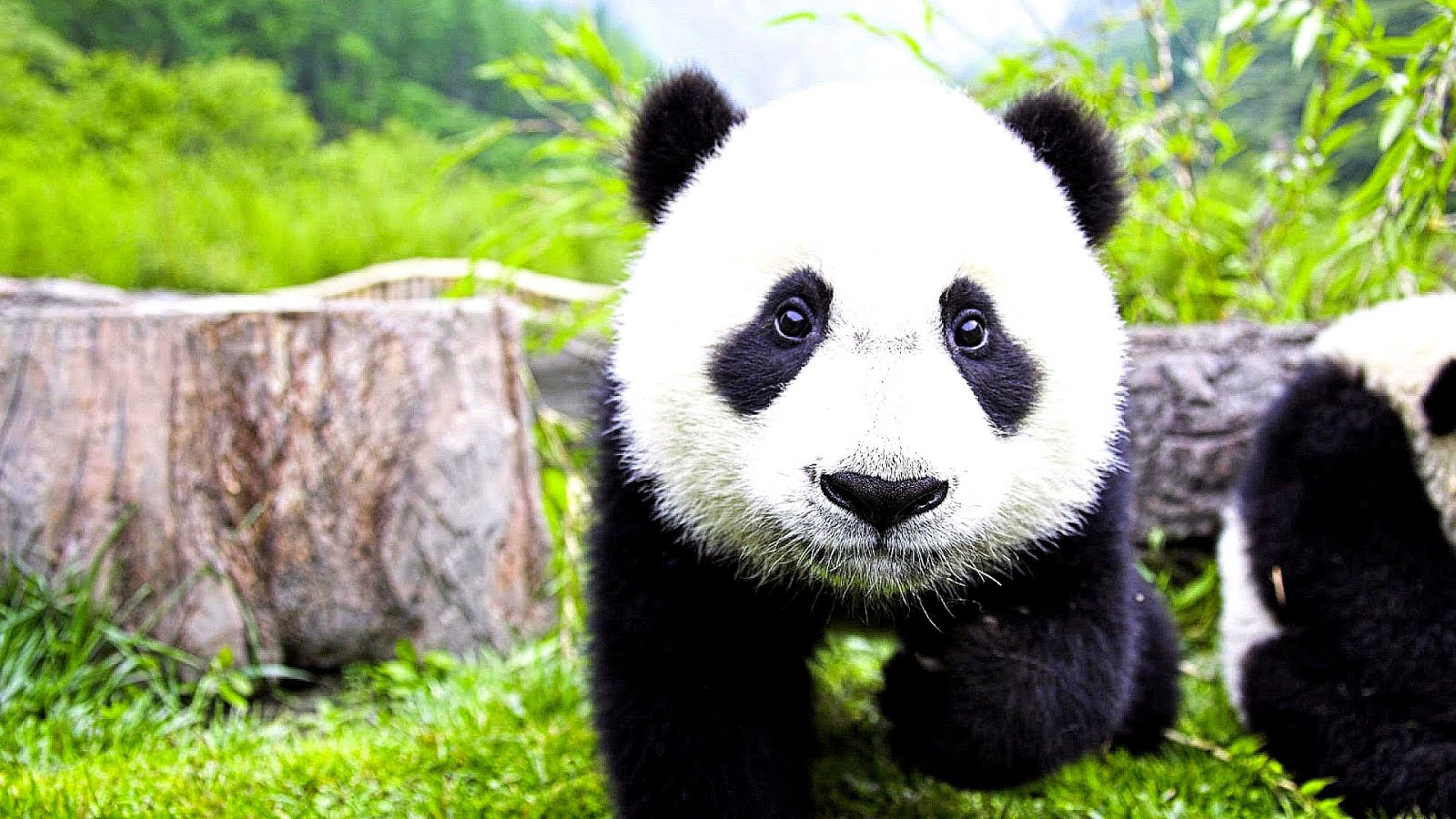 Top Ten Endangered Animals Danger Choices