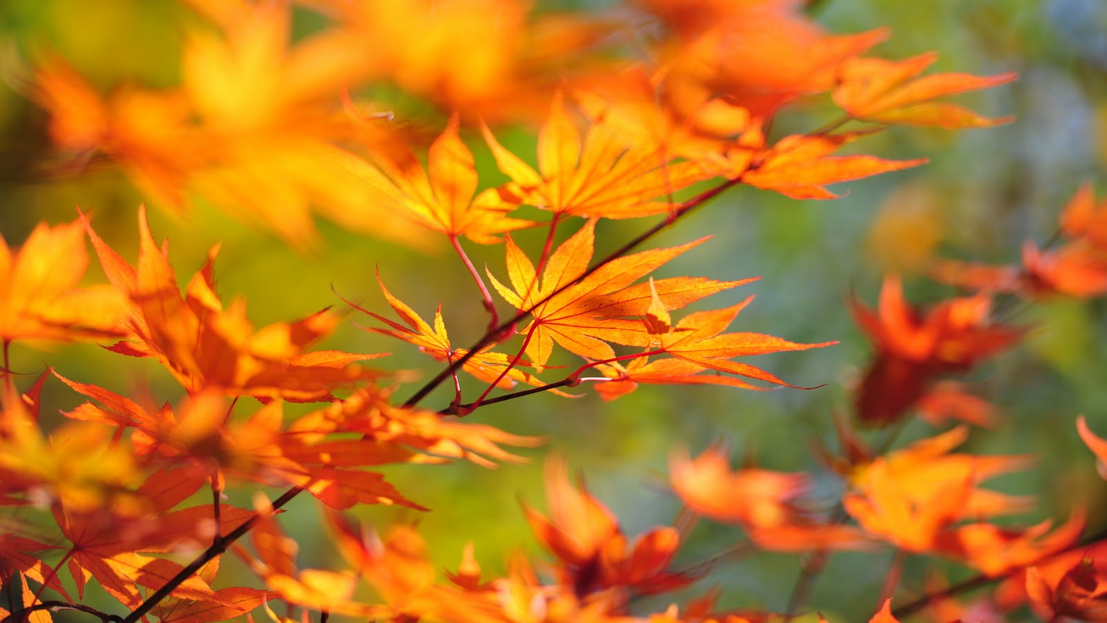 Beautiful Autumn Season Wallpapers HD Beautiful Autumn Season Wallpapers HD