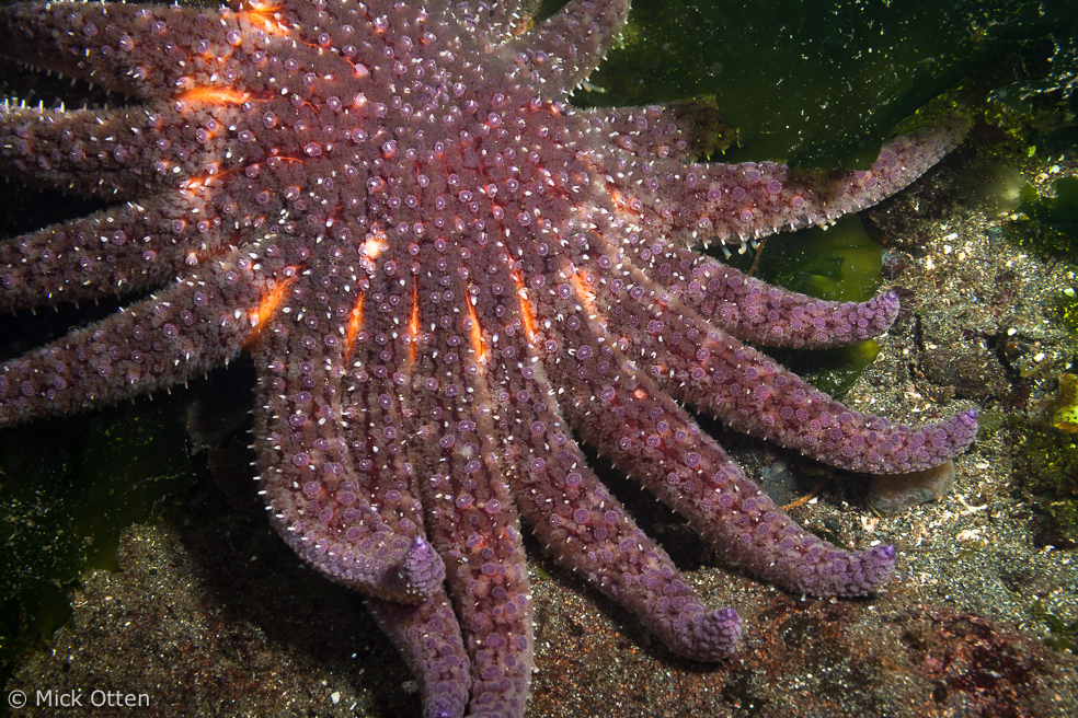 Mick's marine biology Sunflower star an amalgam of superlatives part 2