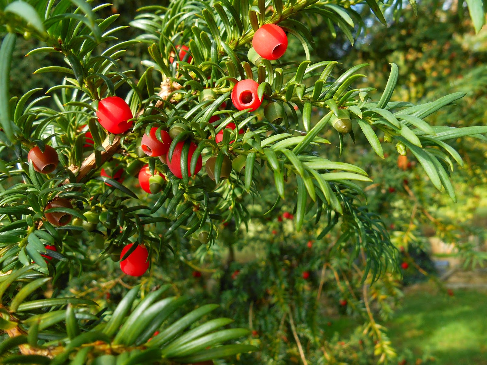 Тис (тисс) ягодный куст. Тисс сайт. Тисс сайт. Тисс сайт. Тисс(taxus) groenland.