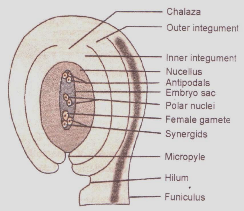 NCERT Solutions of CBSE Class 12 Biology Chapter 2, Sexual Reproduction in Flowering Plants - Angiosperm ovule image