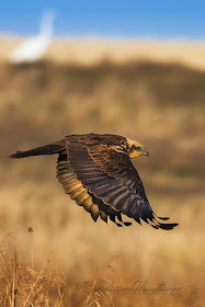Western marsh-harrier Circus aeruginosus