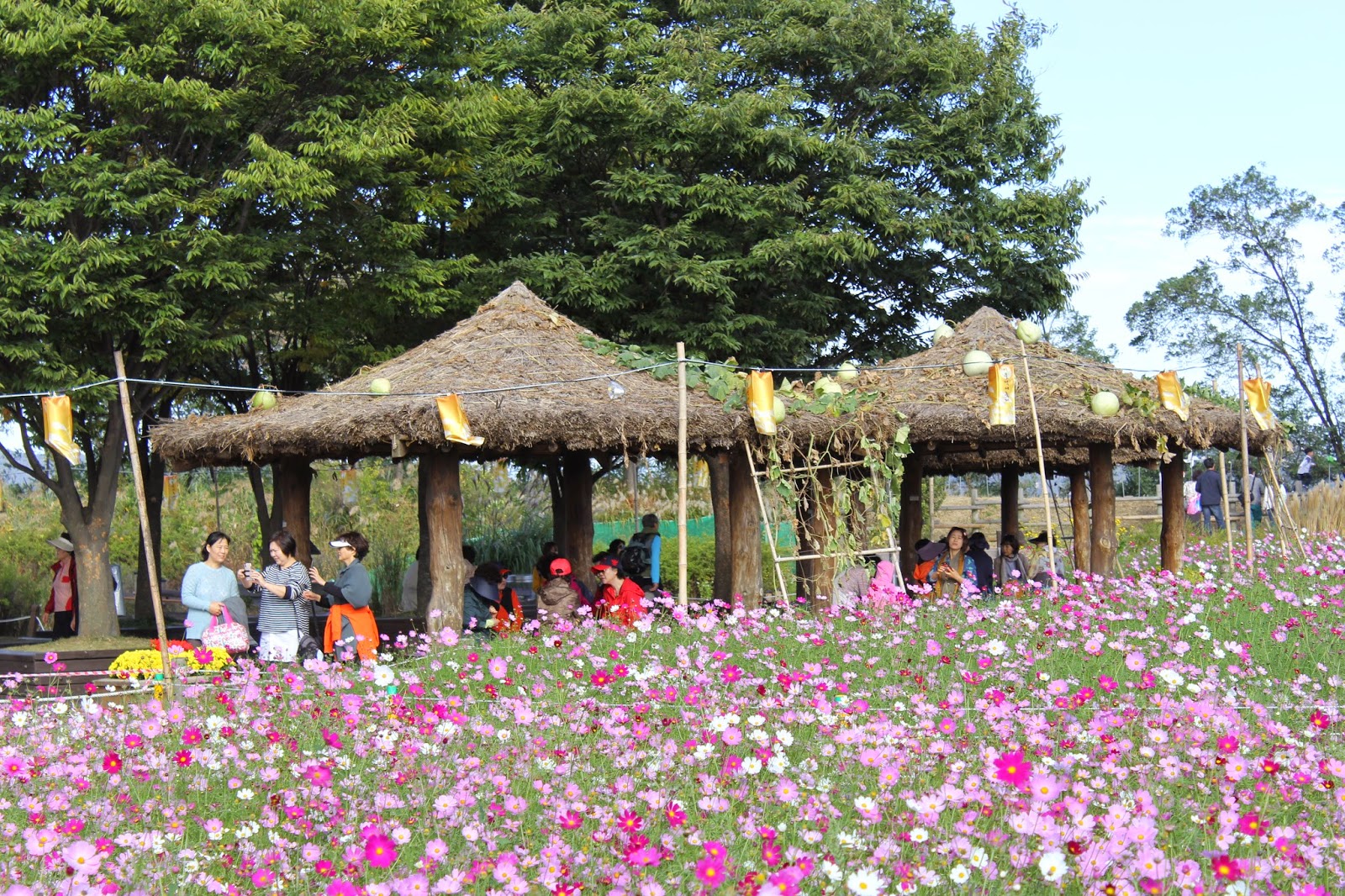 Eulalia(silver grasses) festival of Skypark(하늘공원) in Seoul Korea's