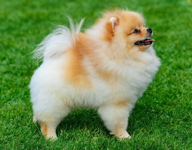 22 Arti Mimpi Dikejar Anjing Menurut Primbon Jawa Lengkap Arti Mimpi