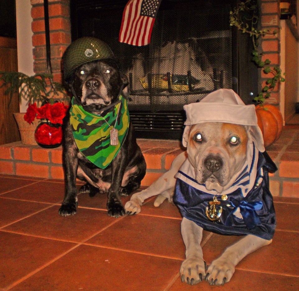 PBRC News and Views Keeping Military Families Intact—Including the Pets!