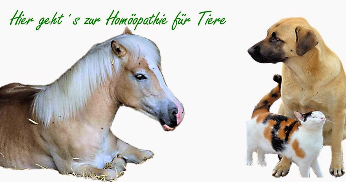 Homöopathie für Tiere: Wir Tiere vom Gnadenhof