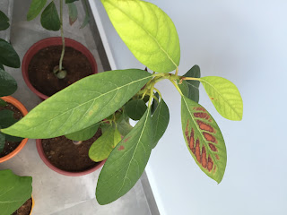Leaf turning brown - what is the cause?