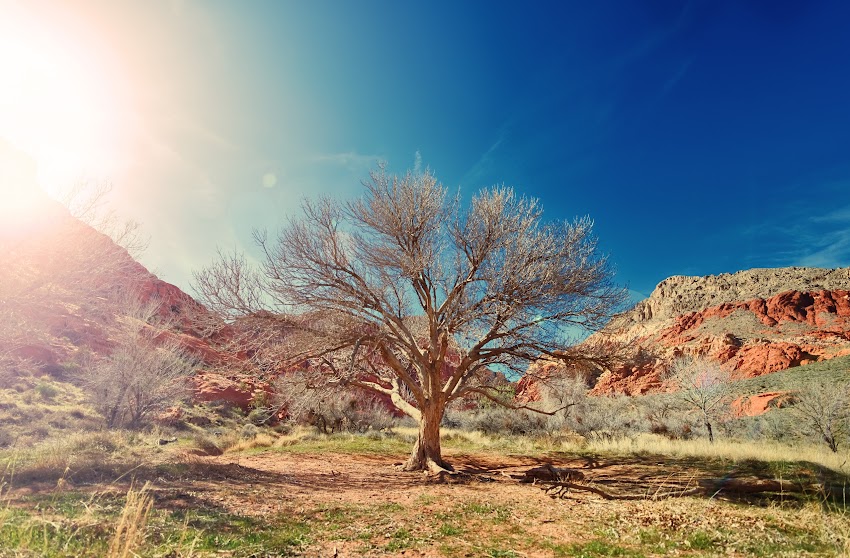 Sun Desert Dry Tree Sun Desert Dry Tree