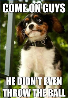Dog Memes Dog Memes