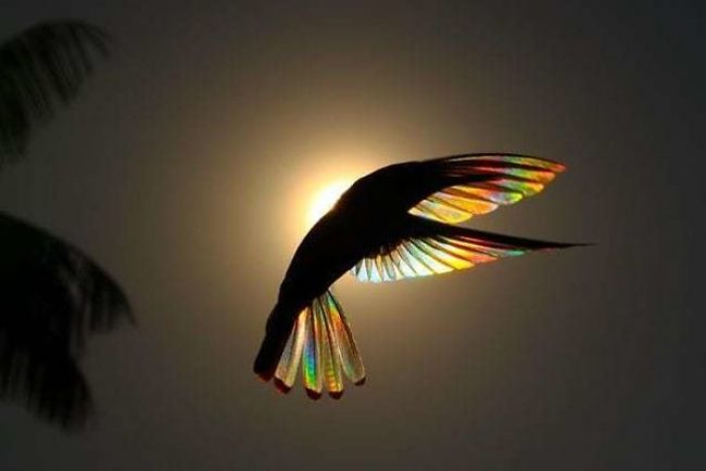 Breathtaking Photos Of Shining Hummingbirds