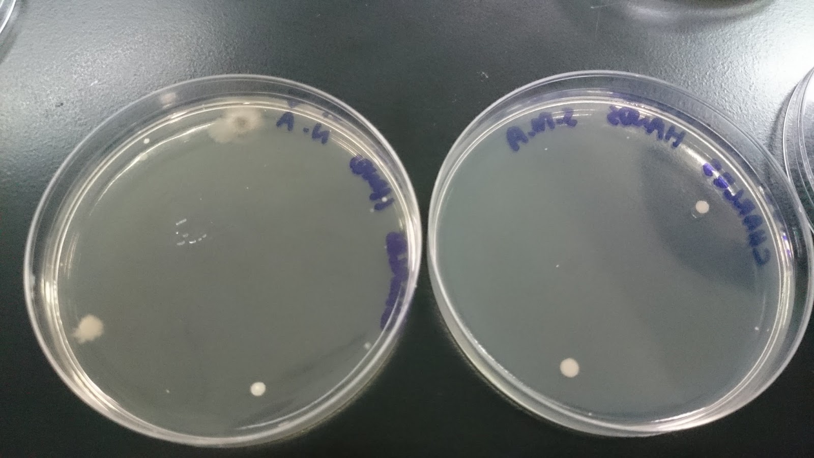 BIOLOGY FOR TECHNOLOGISTS' LABORATORY REPORTS LAB 4 SOURCES OF