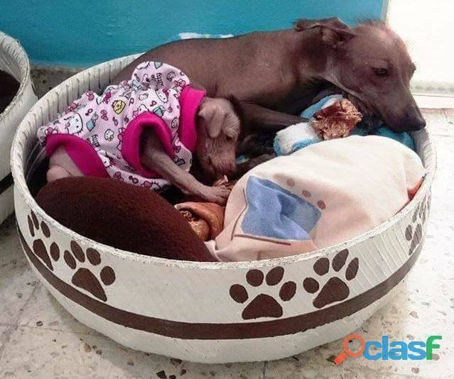 Perros Abandonados Cama Para Perros Hecha Con Llantas Perros
