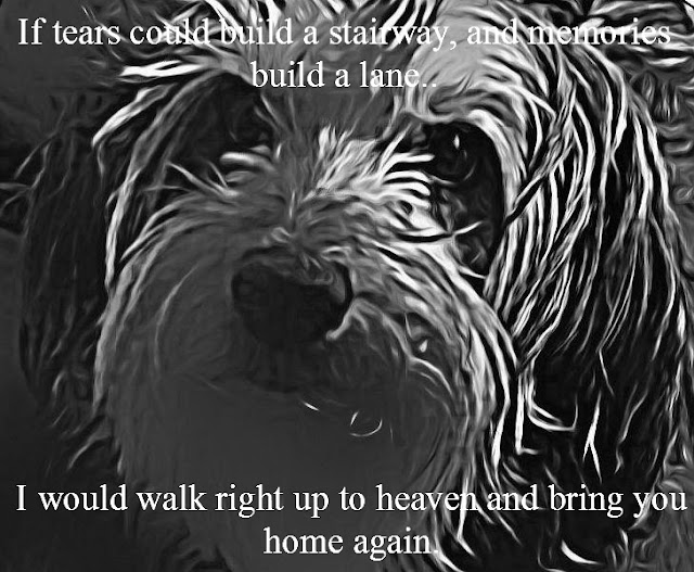 Goliath Explaining The Death of a Pet to a Child