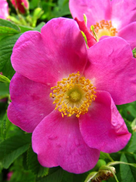 wild rose image, pink, nature, macro, © 2013 Annie Japaud Photography, wild roses 