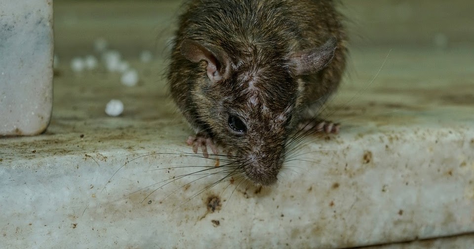 Do Rats Love Peanut Butter? Best Bait for Rat Traps
