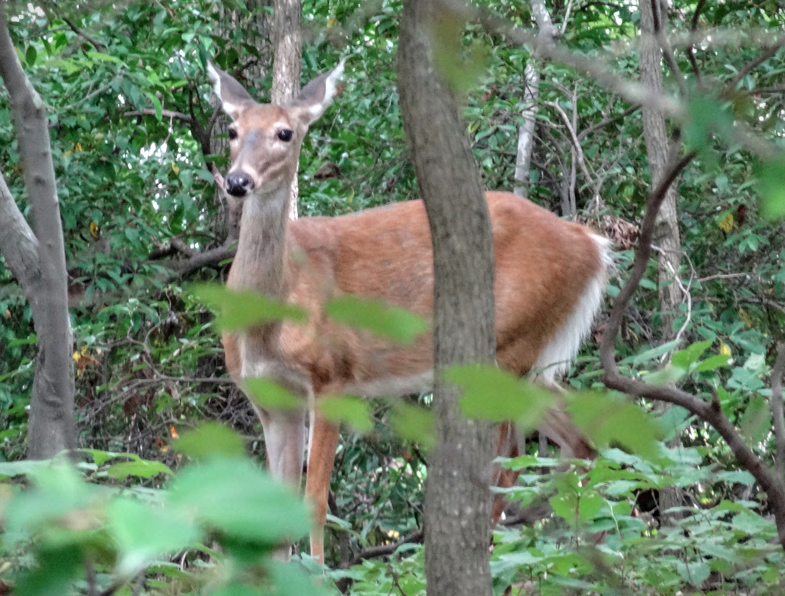 Love, Joy and Peas Wild Deer in Quiet Waters Park