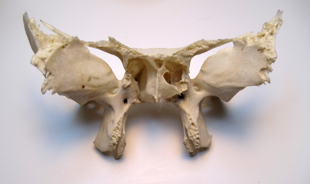 The Expressive Figure The Disarticulated Skull