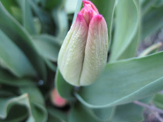 A tulip flower head starts to show the first hint of colour at the tips - this one will eventually be a pink 'Perestroyka' tulip.