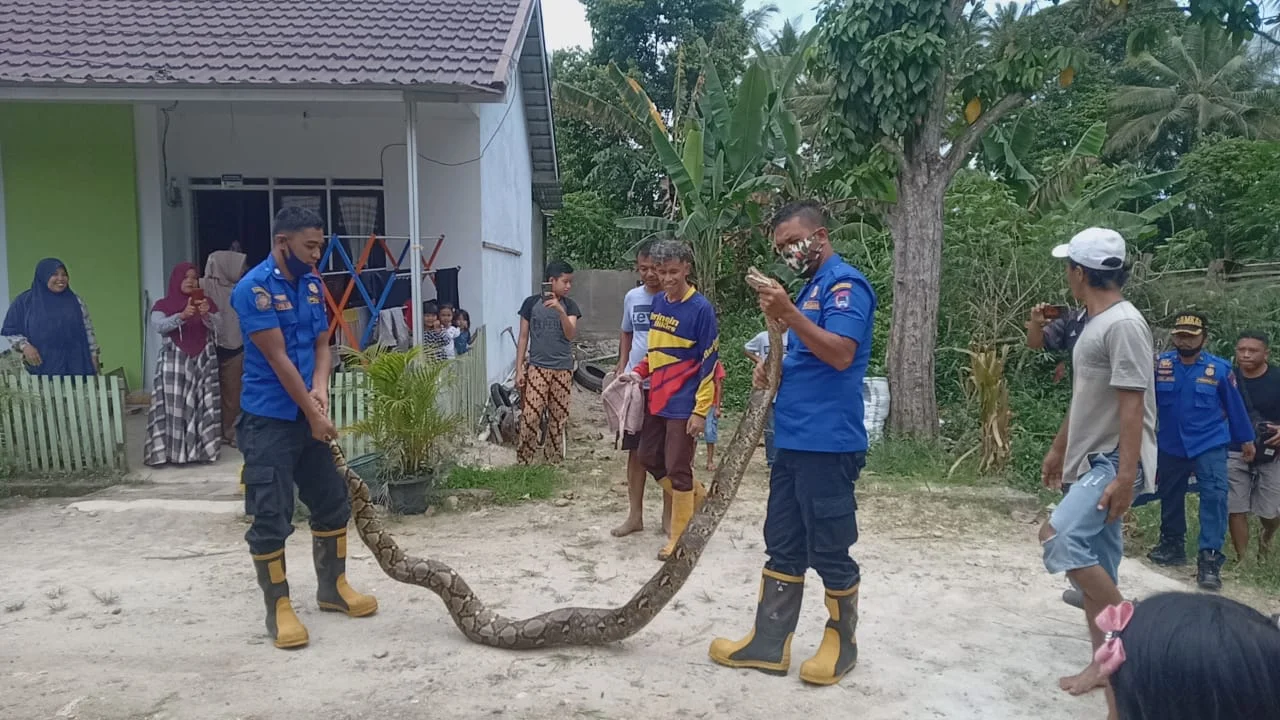 Ular Piton Sepanjang 5 Meter Berhasil Dievakuasi Damkar Kota Payakumbuh.