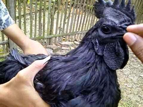 MENGETAHUI CARA MENDAPATKAN AYAM CEMANI DARAH HITAM