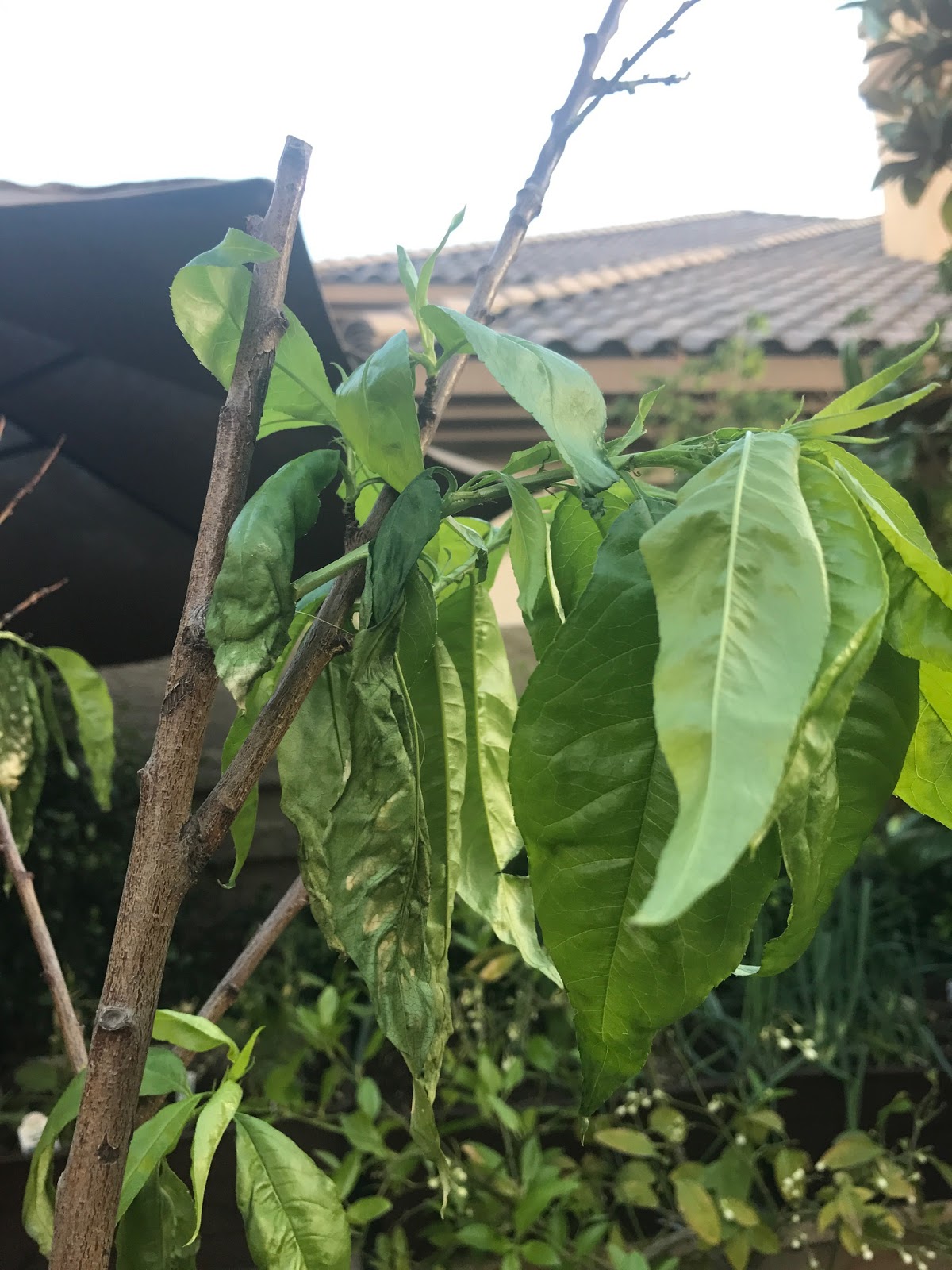 Xtremehorticulture of the Desert Wilting Peach for No Apparent Reason