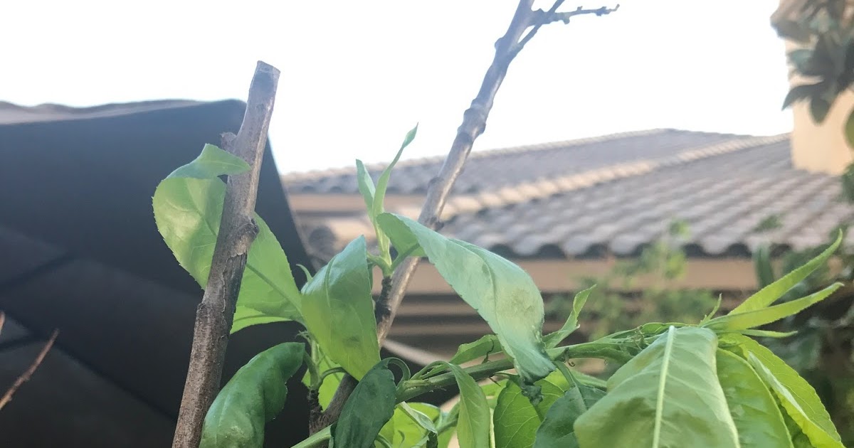 Xtremehorticulture of the Desert Wilting Peach for No Apparent Reason