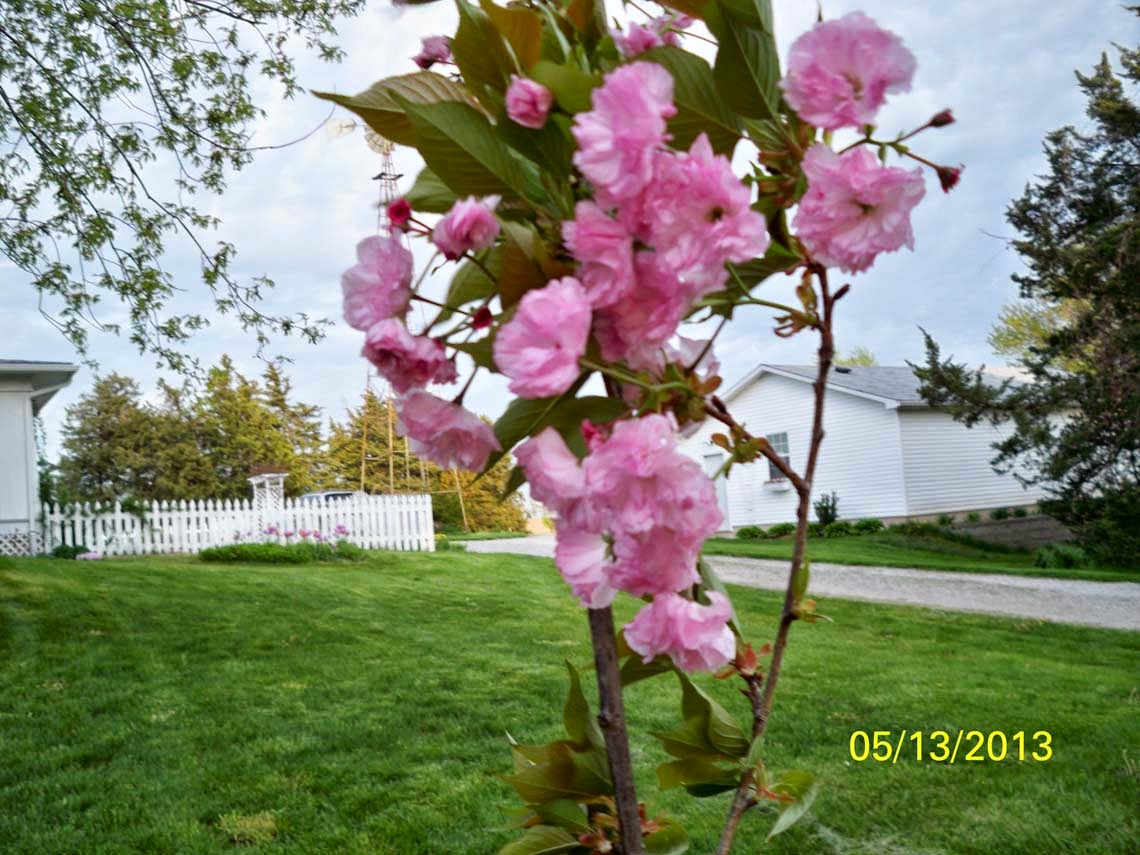 Garden Fancy A beautiful spring garden area (in my mind)