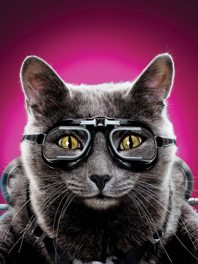 Cats And Dogs Watch Online