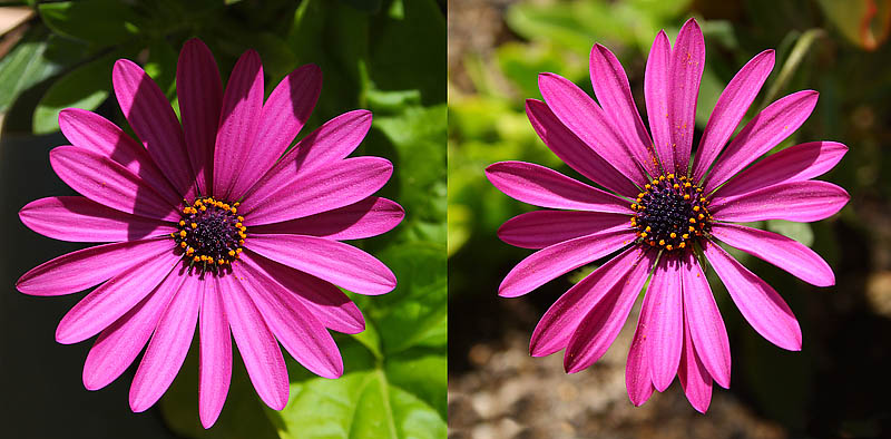 Light Colour Shade: Summer colours. Garden Flowers: Pink ...