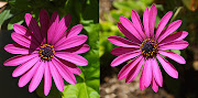 Purple Osteospermum (African Daisy, South African Daisy, Blueeyed Daisy) . (purple osteospermum african daisy south african daisy blue eyed daisy flower)