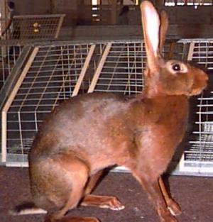 Diary of a Mad Pet Enthusiast: Breed of the Day: Belgian Hare