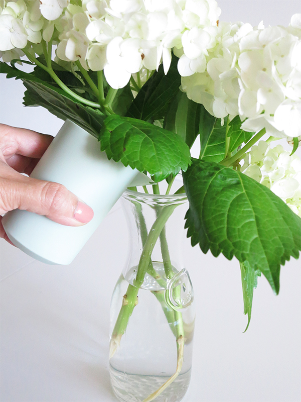 Hydrangeas are hydrophilic plants that absorb water through their stems, leaves, and petals. Replenish the water in vases regularly as the thirsty blooms drink up.